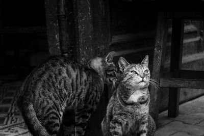 Portrait of cat sitting on floor