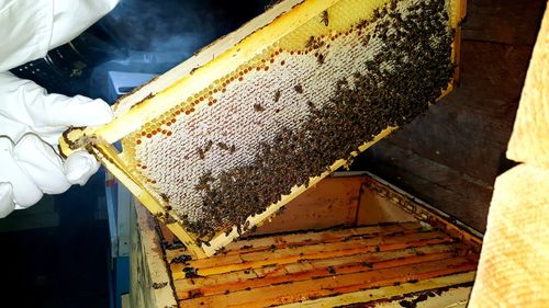 Cropped image of beekeeper with beehive