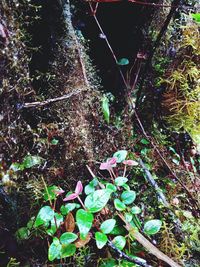 High angle view of plant growing on field