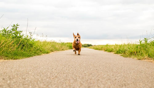 Portrait of dog standing on road