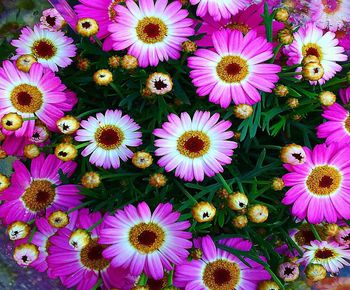 High angle view of pink flowering plants