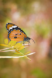 Close-up of butterfly on leaf