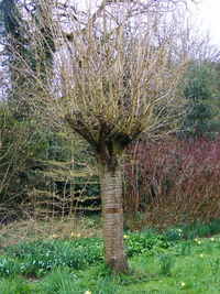 Close-up of tree against sky