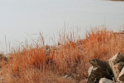 Scenic view of lake against clear sky