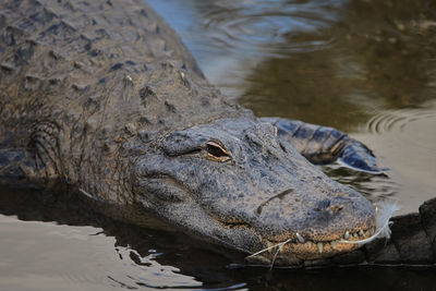 Close-up of crocodile in lake