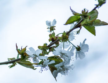Close-up of cherry blossoms against sky