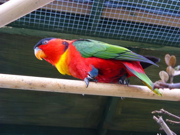 Close-up of yellow bibbed lorikeet parrot