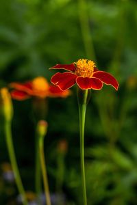 Close-up of orange flower blooming outdoors