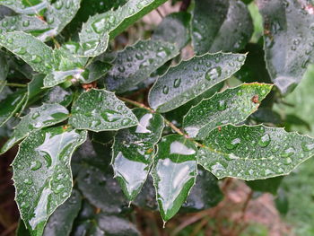 Close-up of raindrops on leaves