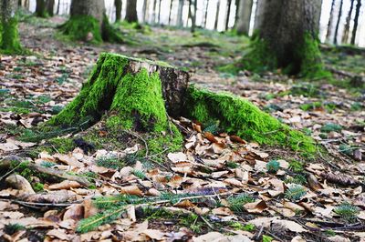 Close-up of moss growing on tree trunk in forest