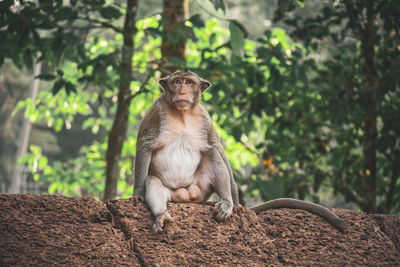 Close-up of monkey in angkor wat
