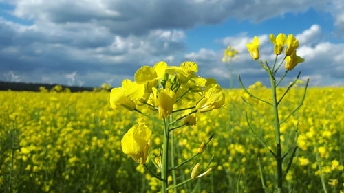 Yellow flowering plants growing on field against sky