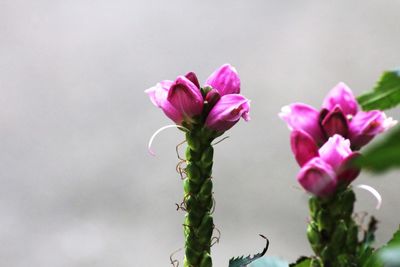 Close-up of pink flowering plant