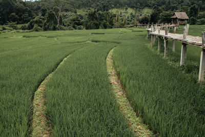 Scenic view of agricultural field