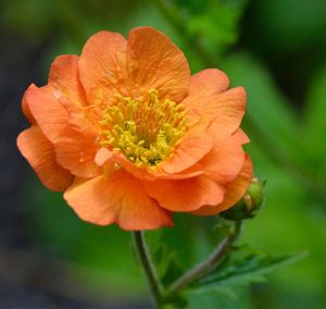 Close-up of orange flower