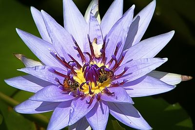 Close-up of purple flower