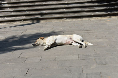 High angle view of dog sleeping on footpath