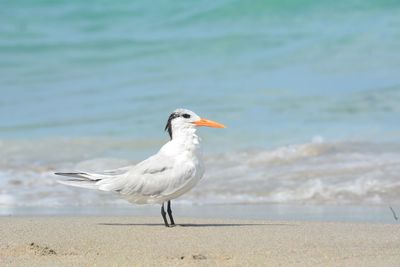 Royal tern in profile against the seashore.