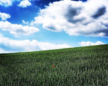 Scenic view of agricultural field against sky