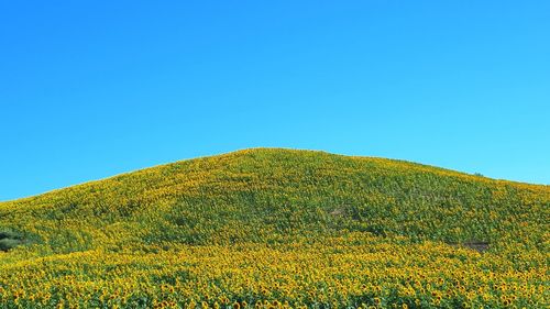 Yellow flowers on field against clear blue sky