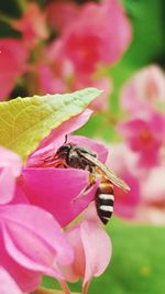 Close-up of bee on pink flower