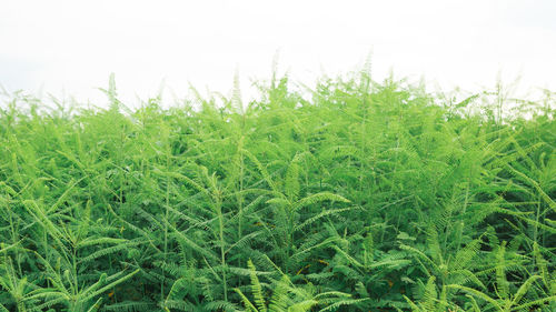 Close-up of crops growing on field against sky