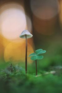 Close-up of mushroom growing outdoors