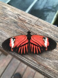 High angle view of butterfly on wood