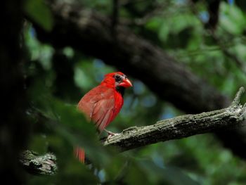 Close-up of bird perching on tree