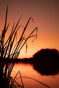 Close-up of silhouette plants against romantic sky at sunset