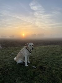 Labrador retriever shining in the horizon 
