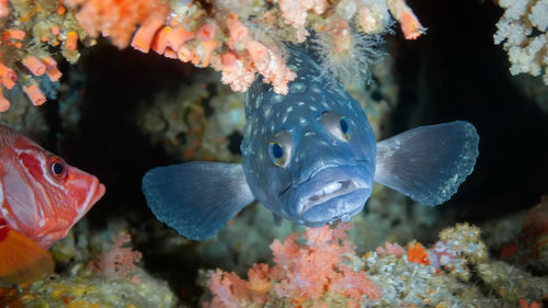 A dark blue fish with light spots and big eyes looks out from under the coral. 