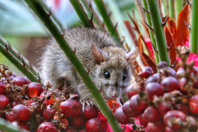 Close-up of rodent on fruits