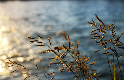 Close-up of plant against lake