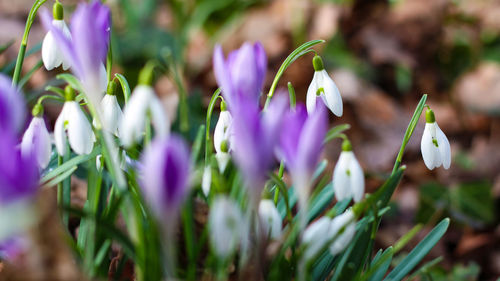 Close-up of purple crocus flowers on field