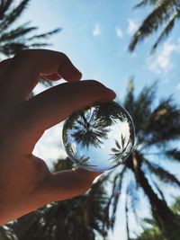 Close-up of hand holding plant against sky