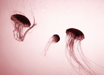 Close-up of feather against white background