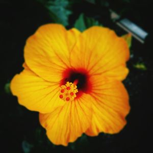 Close-up of yellow flower