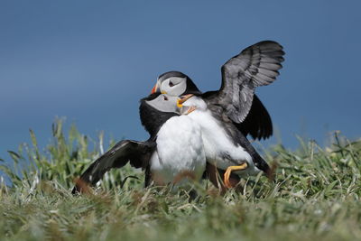 Atlantic puffins having a fight