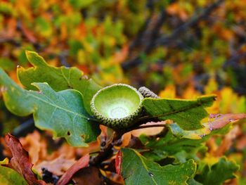 Close-up of autumn leaf on plant