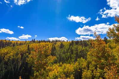 Scenic view of trees against sky during autumn