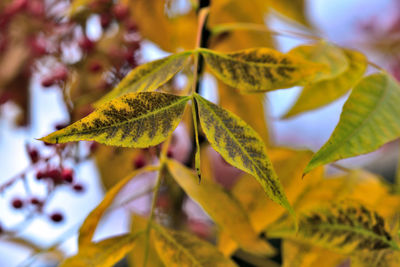 Close-up of yellow maple leaves