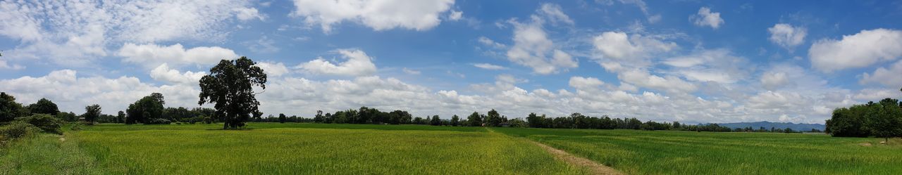 Panoramic view of trees on field against sky