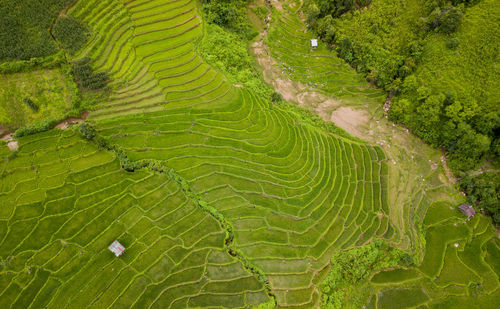 Full frame shot of rice paddy