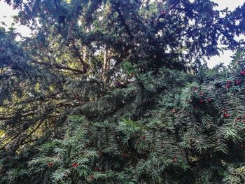 Low angle view of pine tree