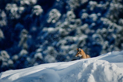 View of an animal on snowcapped mountain