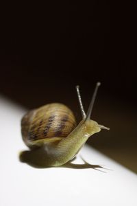 Close-up of snail on white surface