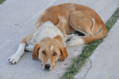 High angle view of dog resting on footpath