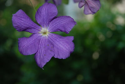 Close-up of purple iris blooming outdoors