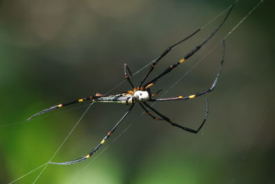 Close-up of spider on web